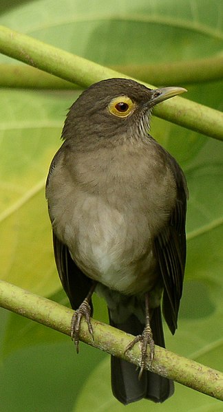 File:Turdus nudigenis - perched.jpg