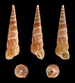 Cinco vistas da concha de Turritella communis Risso, 1826[2]; espécime proveniente da França; espécie do leste do oceano Atlântico e mar Mediterrâneo.[2]