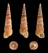 Turritella communis (Common Screw Shell), Shell