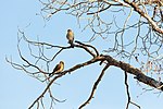 Thumbnail for File:Two American kestrels perched in an aspen tree (47030231394).jpg