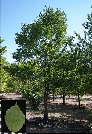 <i>Ulmus</i> Fuente Umbria Elm cultivar