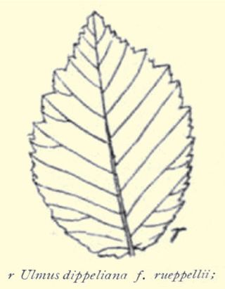 <i>Ulmus minor</i> Rueppellii Elm cultivar