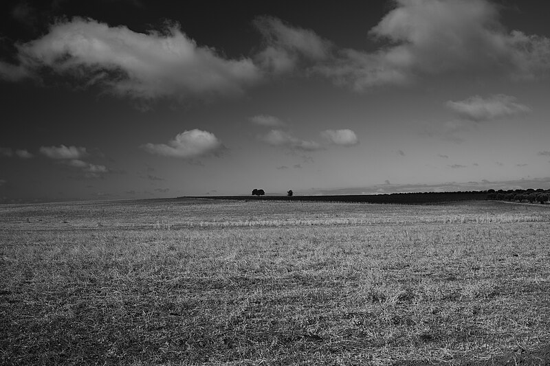 File:Uma manhã no campo (A morning in the countryside) (50229896533).jpg