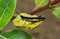 Unidentified grasshopper, Rembangan, Jember 02.jpg