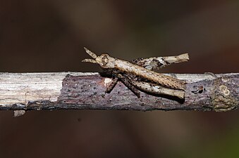 Unidentified Caelifera