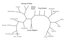 Unrooted c17orf98 Phylogenetic Tree with 20 orthologs (see table below) Unrooted c17orf98 Phylogenetic Tree.png