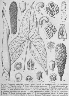 <i>Urospatha</i> genus of plants