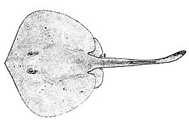 Urotrygon serrula