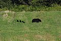 Une ourse avec ses trois oursons