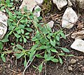 Valeriana acutiloba var. pubicarpa