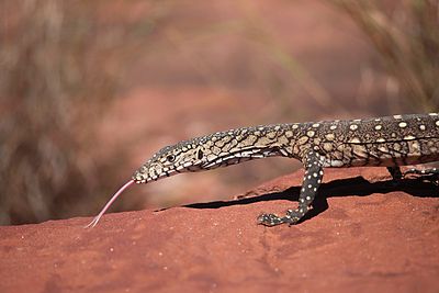 Perentie (Varanus giganteus), Northern Territory, Australia