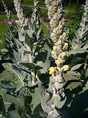 <center>Verbascum densiflorum</center>