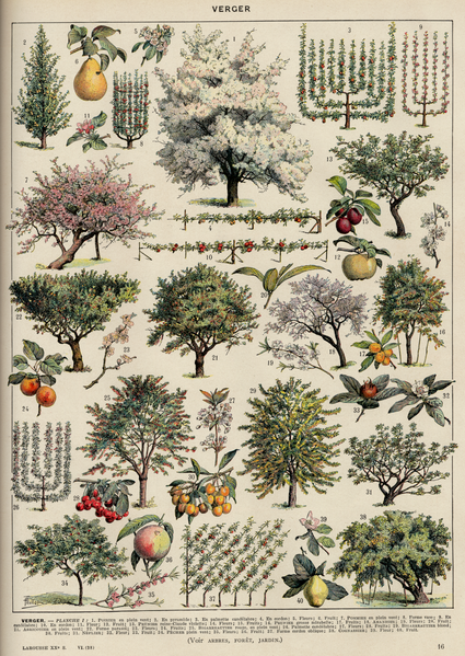 File:Verger. Orchard plantation trees shrubs fruit production gardening cultivating pruning farming etc. Public domain illustration Larousse du XXème siècle 1932.png