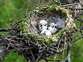 Thumbnail for File:Vermillion Flycatcher Nest with Eggs (17515987).jpg