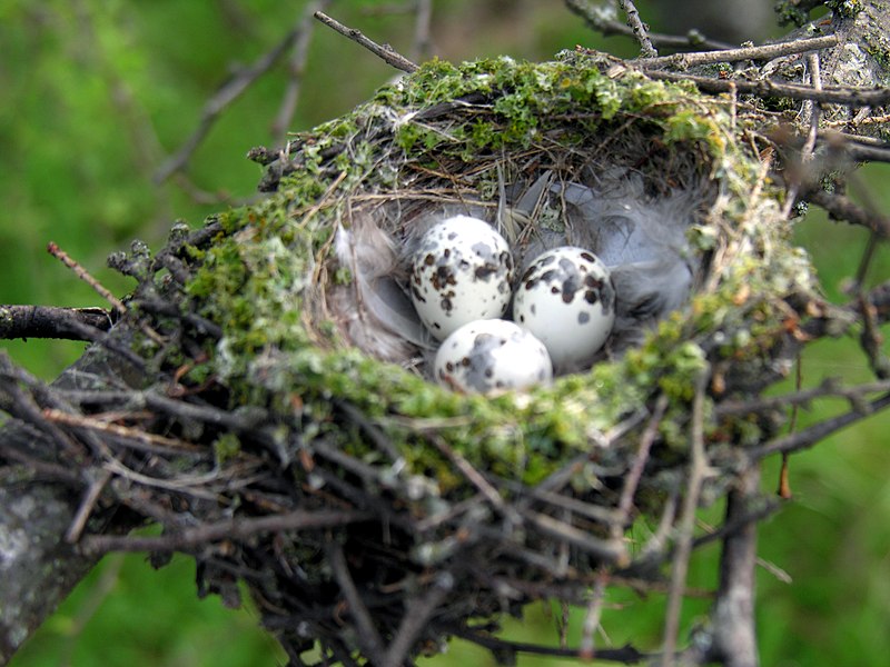 File:Vermillion Flycatcher Nest with Eggs (17515987).jpg