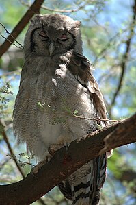 Hibou grand-duc de Verreaux au camp de Larsens.jpg