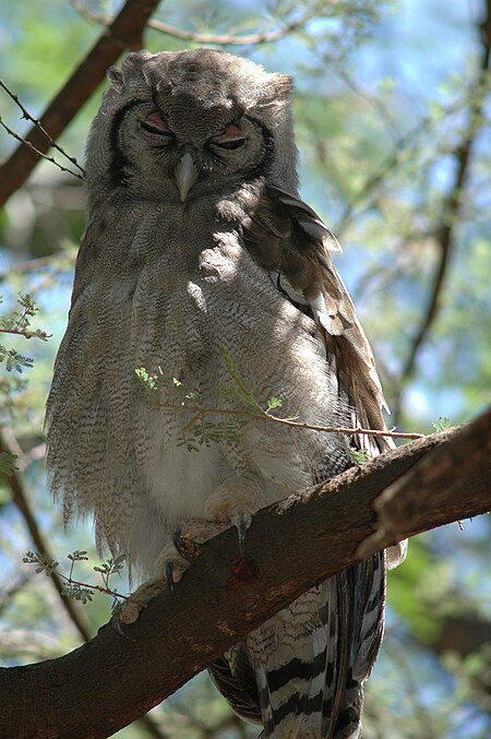 Verreaux's Eagle Owl in Larsens Camp.jpg