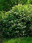 Viburnum opulus 001.JPG