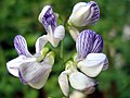 Vicia sylvatica W.jpg