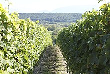 Vineyard in Russin Vines, Russin, Switzerland.jpg