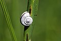 Vineyard snail on a stem.jpg