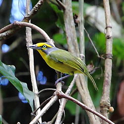 Gråkronad tørnskatsvireo (V. leucotis)