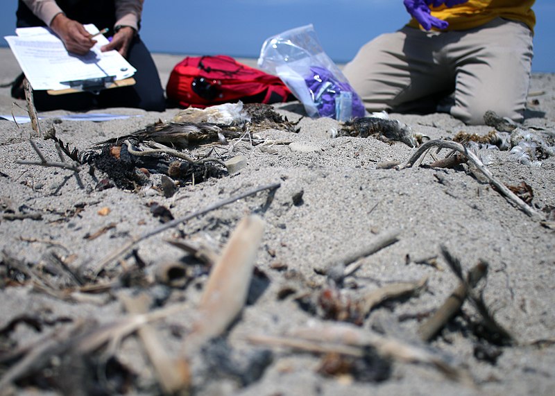 File:Volunteers with the BeachCOMBERS program record data about a bird carcass during a survey of Hollywood Beach. (35960675060).jpg