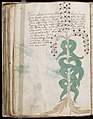 Voynich Manuscript (102).jpg