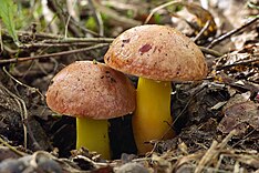 Vrbenské rybníky - Aureoboletus gentilis 02.jpg