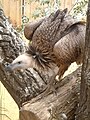 Griffon Vulture at Colchester Zoo