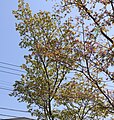 P074 若名日光桜 Wakananikkozakura 枝の写真