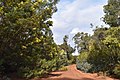 wikimedia_commons=File:Wattle trees over Dale Road - Helena NP - Western Australia.jpg