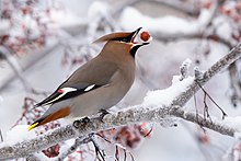 Eating a berry, Kenai National Wildlife Refuge, Alaska Waxwing eating berry.jpg