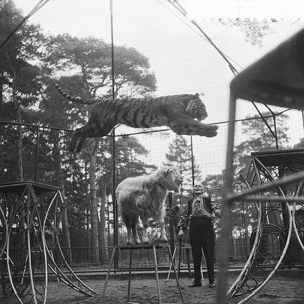 File:Wereldprimeur tijgerdressuur in het dierenpark Amersfoort onder toezicht van Mor, Bestanddeelnr 910-8797.jpg