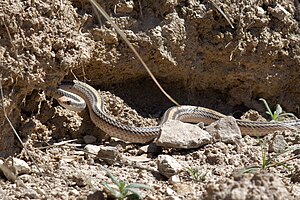 Western Patch-nosed Snake.jpg