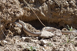 <i>Salvadora hexalepis</i> Species of snake