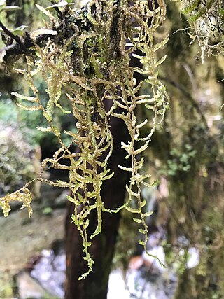 <span class="mw-page-title-main">Lembophyllaceae</span> Family of mosses