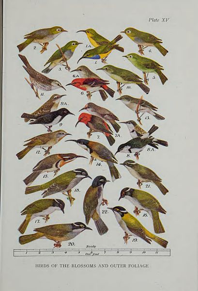 File:What bird is that? A guide to the birds of Australia (Plate XV) BHL48368432.jpg