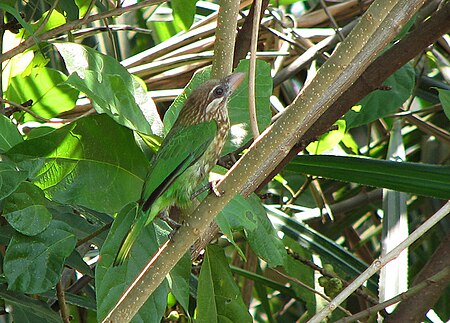 Tập_tin:White-cheeked_Barbet_at_Karkal,_Karnataka.jpg