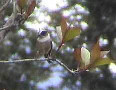 White-throated Tit DSC03220.jpg