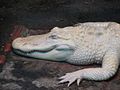 King Louie, The Rare White Alligator