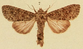 Sideridis albicolon