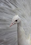 White Peacock, Palmitos Park, May 2018.jpg