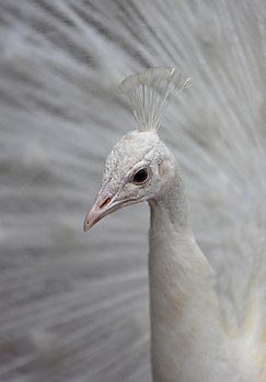 Pavão-branco (Pavo cristatus mut. Alba, macho), Palmitos Park, Grã-Canária, Espanha (definição 3 555 × 5 098)