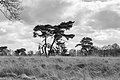 * Nomination Wijnjeterper Schar, Natura 2000 area of Friesland province. Solitaire Pinus sylvestris on heath field. --Famberhorst 18:03, 13 July 2017 (UTC) * Promotion Good quality -- Spurzem 18:20, 13 July 2017 (UTC)