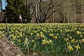 Wild daffodils in Tartumaa last day of April 2022 09.jpg