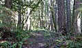 Oregon Trail, Barlow Road Segment Wemme vicinity