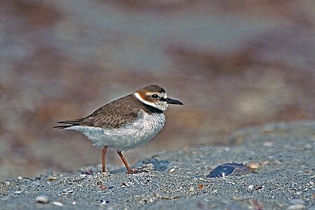 Wilson's Plover.jpg