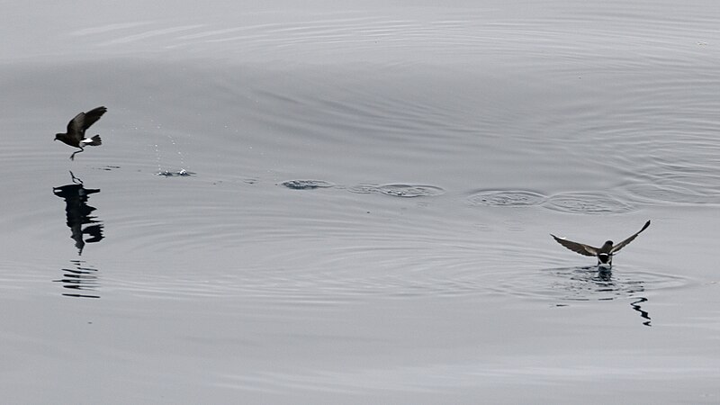 File:Wilson's Storm Petrel, off Port Fairy, Victoria (37090987323).jpg