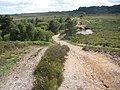 Thumbnail for East Devon Pebblebed Heaths